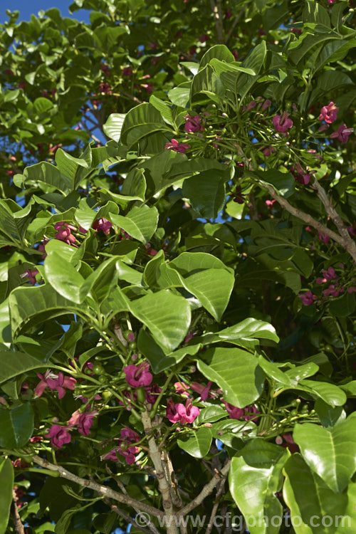 Puriri (<i>Vitex lucens</i>), a 20m tall, wide-spreading evergreen tree native to New Zealand It has lush, lustrous green foliage and small pinkish-red flowers that open from late autumn. vitex-2927htm'>Vitex.