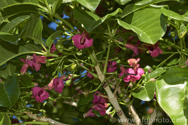 Puriri (<i>Vitex lucens</i>), a 20m tall, wide-spreading evergreen tree native to New Zealand It has lush, lustrous green foliage and small pinkish-red flowers that open from late autumn. vitex-2927htm'>Vitex.