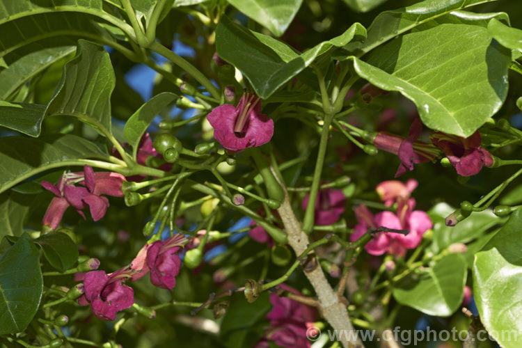 Puriri (<i>Vitex lucens</i>), a 20m tall, wide-spreading evergreen tree native to New Zealand It has lush, lustrous green foliage and small pinkish-red flowers that open from late autumn. vitex-2927htm'>Vitex.