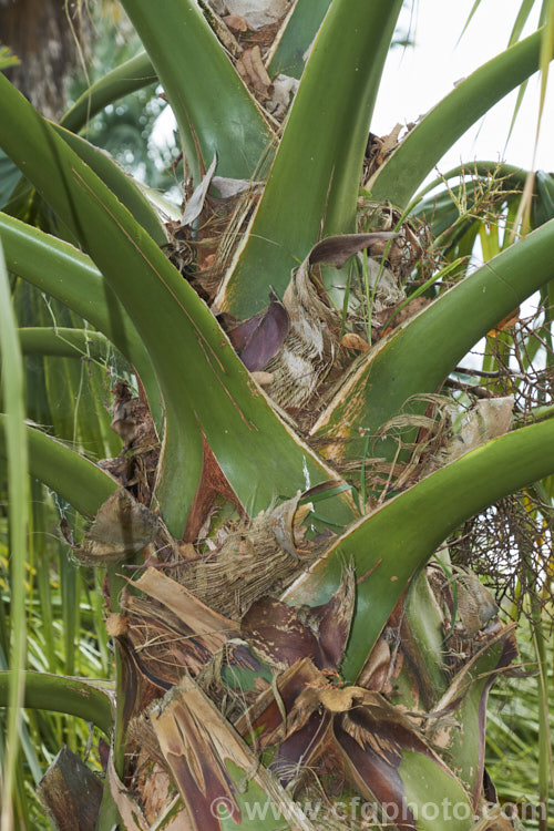 The upper trunk and central crown of a Palmetto Palm (<i>Sabal palmetto</i>), a 35m shrub to 20m tall fan palm native to the southeastern USA, the Bahamas and Cuba. It tolerates coastal conditions and is among the most frost-hardy palms. Order: Arecales, Family: Arecaceae