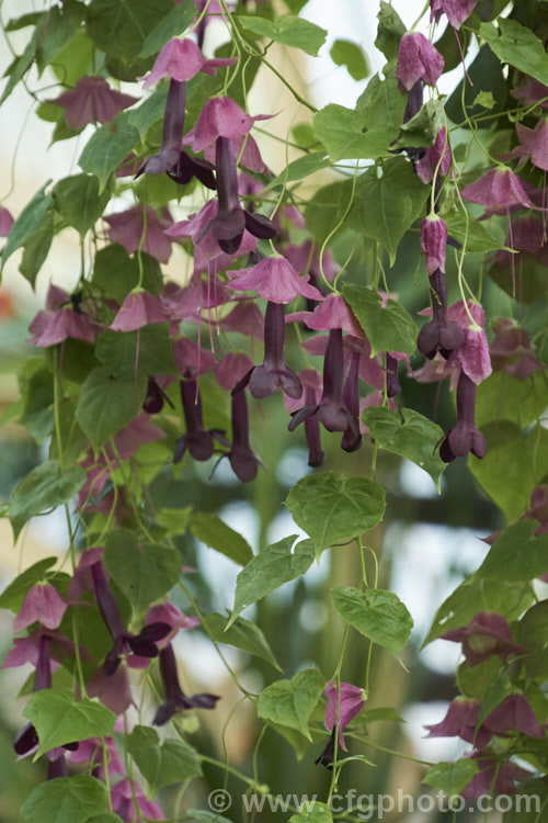 Purple Bells (<i>Rhodochiton atrosanguineum</i>), a twining perennial climber native to Brazil. Its unusually shaped flowers appear mainly in summer. Popular indoors, or outdoors in mild areas, in cultivation it is usually grown as a hanging basket plant