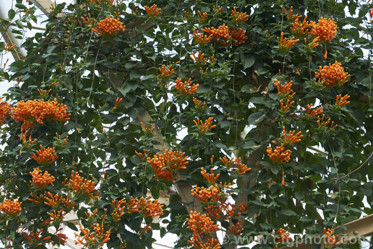 Brazilian. Flame. Creeper (<i>Pyrostegia venusta</i>), a South American, evergreen, late summer-winter-flowering climber. It is a vigorous grower capable of covering large areas