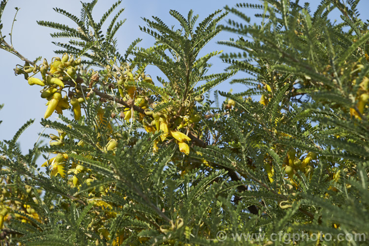 Sophora microphylla 'Earlygold', a compact, early-flowering cultivar of a tree native to New Zealand andChile. It flowers from late autumn through spring. sophora-2142htm'>Sophora.