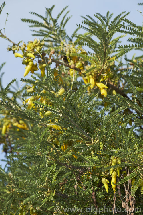 Sophora microphylla 'Earlygold', a compact, early-flowering cultivar of a tree native to New Zealand andChile. It flowers from late autumn through spring. sophora-2142htm'>Sophora.