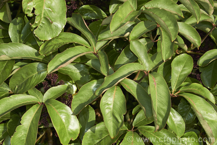 Pseudopanax laetus (syn. Neopanax laetum</i>), a large evergreen shrub or small tree native to New Zealand, which is widely cultivated for its lush palmate foliage that is often purple-red-tinted, as are the stems. pseudopanax-2147htm'>Pseudopanax. Order: Apiales, Family: Araliaceae