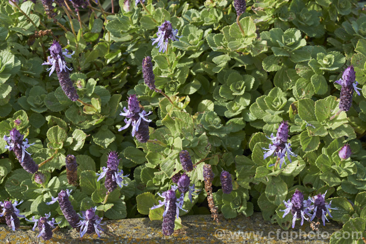 Dog Bane or Cat. Scaring Plant (<i>Plectranthus ornatus [syn. Coleus canina]), a rather unpleasantly aromatic perennial with light to mid-green foliage. It produces purple to mauve blue flowerheads in summer. The scent of the foliage supposedly repels cats and dogs, though as with most such claims it is probably only wishful thinking. plectranthus-2744htm'>Plectranthus.
