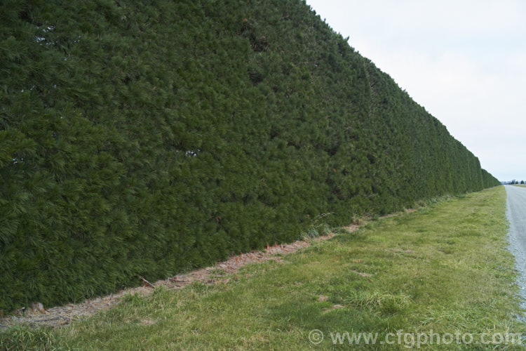 Monterey. Pine (<i>Pinus radiata</i>) grown as a windbreak hedge. Originally native to the Californian coast, Pinus radiata is now planted in huge numbers in New Zealand and southeastern Australia as a forestry tree. While its timber is not high quality, it is very quick-growing. Order: Pinales, Family: Pinaceae