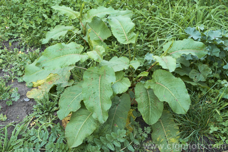 The overwintering foliage rosette of Bitter Dock or Broad-leaved Dock (<i>Rumex obtusifolius</i>), a perennial weed, originally of European origin, that is now widely distributed. Its strong, deep taproots make it difficult to remove by hand. The leaf veins and flower stems are often red-tinted, especially in dry, sunny conditions. Order: Caryophyllales, Family: Polygonaceae