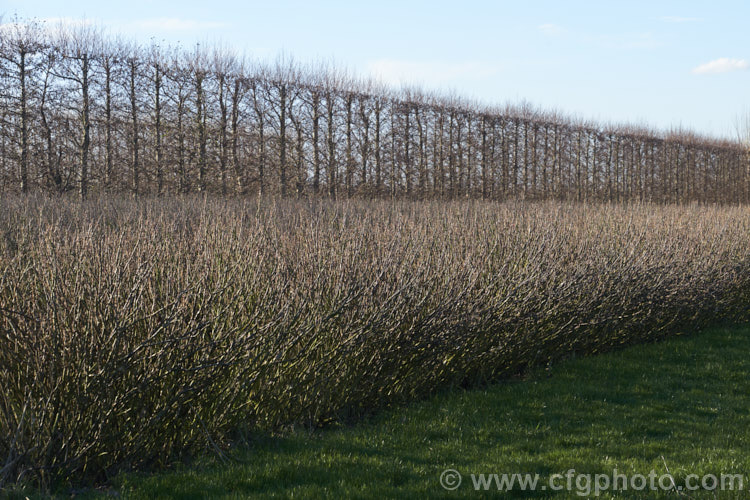 Black Currants (<i>Ribes nigrum</i>) in winter, inside a tightly trimmed shelter hedge of Lombardy. Poplar (<i>Populus nigra var. italica</i>). The black currant is a deciduous shrub found from Europe through. Central Asia to the Himalayas. Its small greenish flowers are insignificant but are followed by clusters of berries that are a deep blackish purple when ripe. Fresh black currants are renowned for their high level of vitamin. C