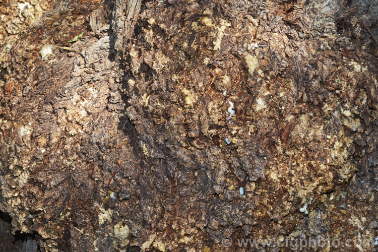 The bark of an old Pepper. Tree (<i>Schinus molle var. areira</i>), a small, weeping tree native to Bolivia, southern Brazil and Paraguay. Its dry red-brown berries can be used as a pepper substitute. The exudation from the bark (visible in this image</i>) are being studied due to its potential medicinal properties. schinus-2490htm'>Schinus. <a href='anacardiaceae-plant-family-photoshtml'>Anacardiaceae</a>.