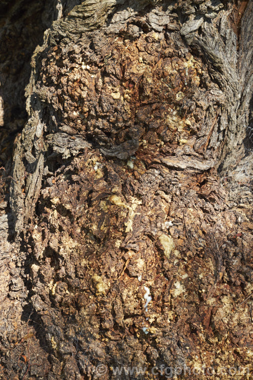 The bark of an old Pepper. Tree (<i>Schinus molle var. areira</i>), a small, weeping tree native to Bolivia, southern Brazil and Paraguay. Its dry red-brown berries can be used as a pepper substitute. The exudation from the bark (visible in this image</i>) are being studied due to its potential medicinal properties. schinus-2490htm'>Schinus. <a href='anacardiaceae-plant-family-photoshtml'>Anacardiaceae</a>.
