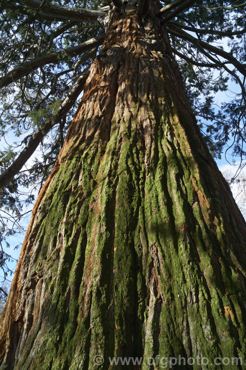 A view up the trunk of a Giant Sequoia, Big. Tree or Sierra Redwood (<i>Sequoiadendron giganteum</i>), the world's largest tree by volume, this Californian conifer is capable of reaching nearly 100m tall and has a thick, spongy bark. sequoiadendron-2495htm'>Sequoiadendron. Order: Pinales, Family: Cupressaceae