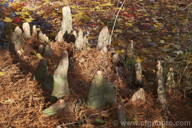The breathing 'knees' of a Swamp Cypress or Bald. Cypress (<i>Taxodium distichum</i>), one of the few deciduous conifers. Capable of growing in shallow water, this species is native to the southeast United States. Because it grows in wet, poorly oxygenated soils, the swamp cypress develops these breathing roots, called knees, that protrude above the soil surface. taxodium-2129htm'>Taxodium. Order: Pinales, Family: Cupressaceae