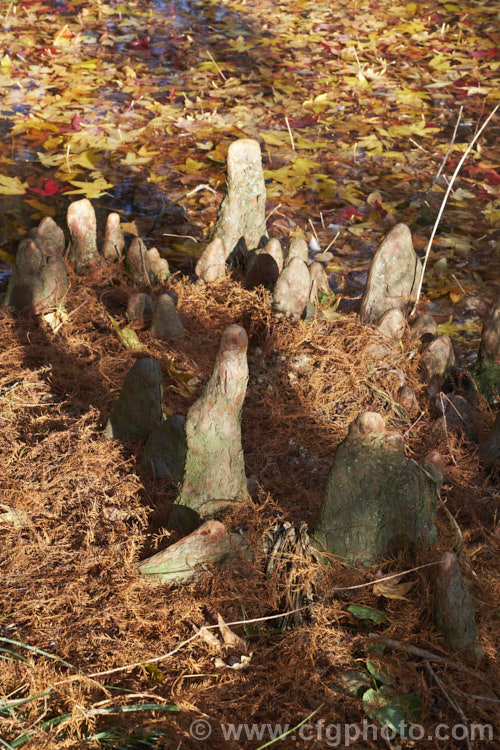 The breathing 'knees' of a Swamp Cypress or Bald. Cypress (<i>Taxodium distichum</i>), one of the few deciduous conifers. Capable of growing in shallow water, this species is native to the southeast United States. Because it grows in wet, poorly oxygenated soils, the swamp cypress develops these breathing roots, called knees, that protrude above the soil surface. taxodium-2129htm'>Taxodium. Order: Pinales, Family: Cupressaceae