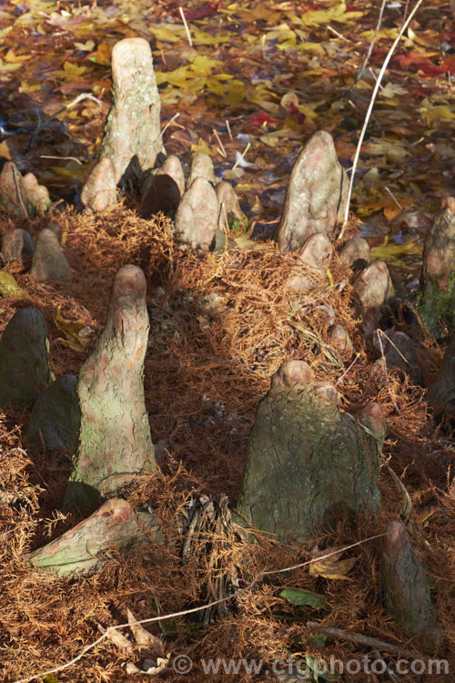 The breathing 'knees' of a Swamp Cypress or Bald. Cypress (<i>Taxodium distichum</i>), one of the few deciduous conifers. Capable of growing in shallow water, this species is native to the southeast United States. Because it grows in wet, poorly oxygenated soils, the swamp cypress develops these breathing roots, called knees, that protrude above the soil surface. taxodium-2129htm'>Taxodium. Order: Pinales, Family: Cupressaceae