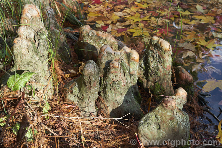 The breathing 'knees' of a Swamp Cypress or Bald. Cypress (<i>Taxodium distichum</i>), one of the few deciduous conifers. Capable of growing in shallow water, this species is native to the southeast United States. Because it grows in wet, poorly oxygenated soils, the swamp cypress develops these breathing roots, called knees, that protrude above the soil surface. taxodium-2129htm'>Taxodium. Order: Pinales, Family: Cupressaceae