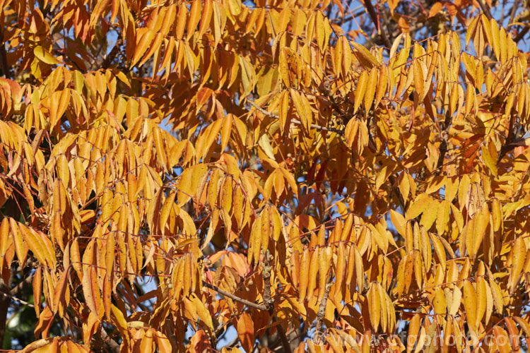 The late autumn foliage of the Wax Tree (<i>Toxicodendron succedaneum [syn. Rhus succedanea]), a small tree from eastern Asia, the foliage of which can cause an allergic dermatitis. The foliage often develops vivid red and orange to purplish autumn tones and its crushed fruits have been used to make candle wax. They can also produce bio-diesel. Order: Sapindales, Family: Anacardiaceae