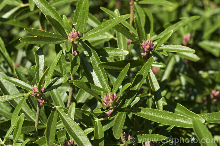 The winter foliage and flower buds of Choisya 'Aztec Pearl', this 15m tall spring-flowering evergreen shrub is a hybrid between Choisya dumosa var. arizonica and Choisya ternata, with the narrow leaves of Choisya dumosa var. arizonica and the showy flowerheads of Choisya ternata. Order: Sapindales, Family: Rutaceae