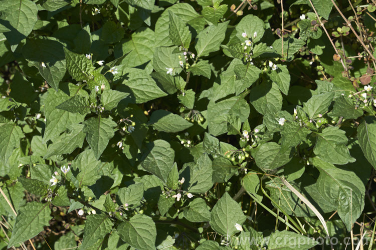 Black Nightshade or Common Nightshade (<i>Solanum nigrum</i>), a widespread weed originally native to Eurasia but now naturalised through most of the temperate zones. Its white flowers are followed by rounded black or yellow berries that are toxic but which should not be confused with Deadly. Nightshade (<i>Atropa belladonna</i>). solanum-2141htm'>Solanum.