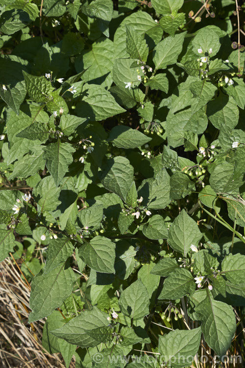 Black Nightshade or Common Nightshade (<i>Solanum nigrum</i>), a widespread weed originally native to Eurasia but now naturalised through most of the temperate zones. Its white flowers are followed by rounded black or yellow berries that are toxic but which should not be confused with Deadly. Nightshade (<i>Atropa belladonna</i>). solanum-2141htm'>Solanum.