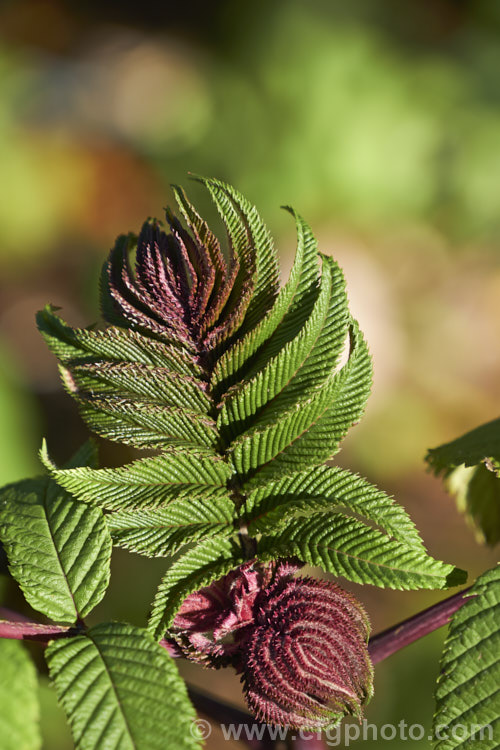 Expanding young foliage of the Smooth. Sumac (<i>Rhus glabra</i>), a deciduous shrub, up to 5m tall, native to North America, from southern Canada to northern Mexico. Its foliage often colours well in autumn and its panicles of greenish cream flowers develop into heads of red fruits. Unlike the fruit spikes of Rhus typhina, those of Rhus glabra are not always dense and erect. rhus-2719htm'>Rhus. <a href='anacardiaceae-plant-family-photoshtml'>Anacardiaceae</a>.