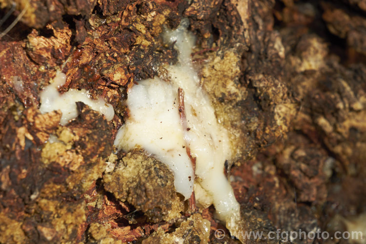 Exudation from the bark of an old Pepper. Tree (<i>Schinus molle var. areira</i>), a small, weeping tree native to Bolivia, southern Brazil and Paraguay. Its dry red-brown berries can be used as a pepper substitute. The exudations are being studied due to their potential medicinal properties. schinus-2490htm'>Schinus. <a href='anacardiaceae-plant-family-photoshtml'>Anacardiaceae</a>.