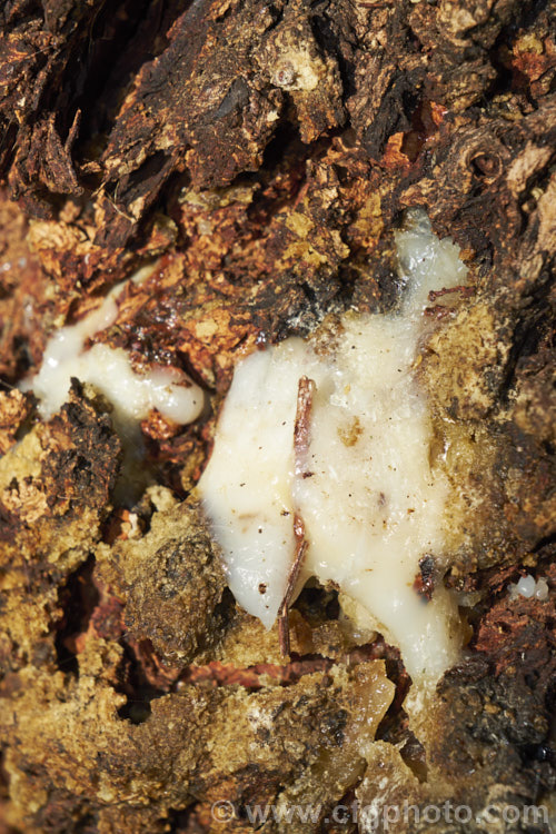 Exudation from the bark of an old Pepper. Tree (<i>Schinus molle var. areira</i>), a small, weeping tree native to Bolivia, southern Brazil and Paraguay. Its dry red-brown berries can be used as a pepper substitute. The exudations are being studied due to their potential medicinal properties. schinus-2490htm'>Schinus. <a href='anacardiaceae-plant-family-photoshtml'>Anacardiaceae</a>.