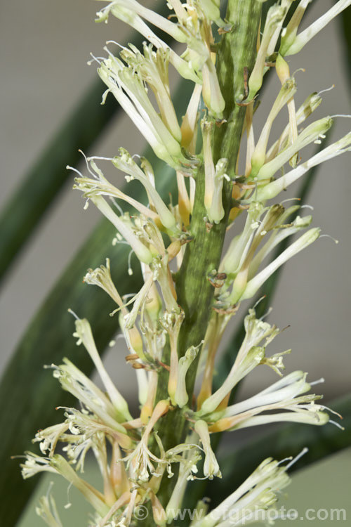 Detail of the flower spike of Sansevieria cylindrica, an evergreen xerophytic perennial native to Angola. Its leaves are very thick and almost cylindrical, with a channel along one side. They are banded when young but usually a mottled dark green when mature. sansevieria-2484htm'>Sanseviera.