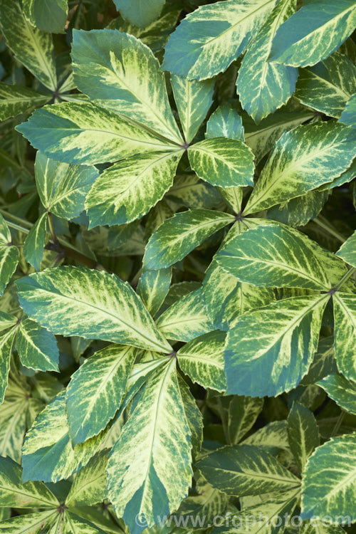 Pseudopanax 'Gold Splash', a boldly variegated evergreen shrub that is a cultivar of Pseudopanax lessonii parentage 'Gold Splash' was introduced by Duncan &. Davies nursery of New Zealand in the late 1970s. pseudopanax-2147htm'>Pseudopanax. Order: Apiales, Family: Araliaceae