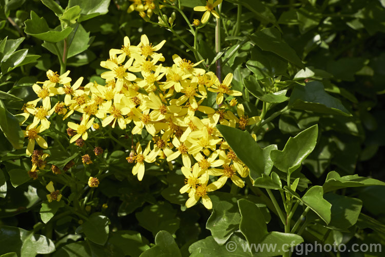 Senecio scandens, a scrambling, semi-climbing evergreen perennial or subshrub that can cover large areas and become an invasive weed. It is native to East Asia, has fleshy leaves, red-tinted stems and flowers mainly in winter. In general appearance it is very like German Ivy (<i>Delairea odorata [syn. Senecio mikanioides]), but its flowers have conspicuous ray florets, which those of German Ivy lack. senecio-3303htm'>Senecio.