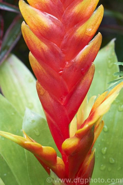 Vriesea 'Davine', a Vriesea hybrid that produces an erect flower spike with vivid orange-red stem and bracts and yellow flowers. Although the exact parentage is unclear it is very likely the 'Davine' has. Vriesea splendens in its background. vriesea-2928htm'>Vriesea.