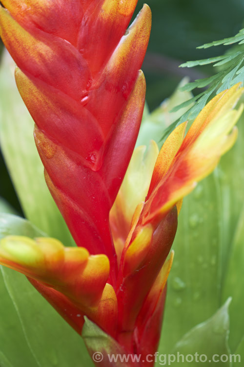 Vriesea 'Davine', a Vriesea hybrid that produces an erect flower spike with vivid orange-red stem and bracts and yellow flowers. Although the exact parentage is unclear it is very likely the 'Davine' has. Vriesea splendens in its background. vriesea-2928htm'>Vriesea.