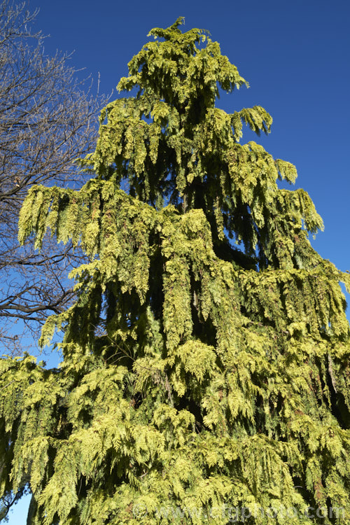 Golden Hinoki. Cypress (<i>Chamaecyparis obtusa 'Crippsii'), an erect, broad-based conical tree with golden yellow foliage and tiered, weeping branches. It is often described as compact, but it will eventually develop into a 10m tall tree. chamaecyparis-2076htm'>Chamaecyparis. Order: Pinales, Family: Cupressaceae