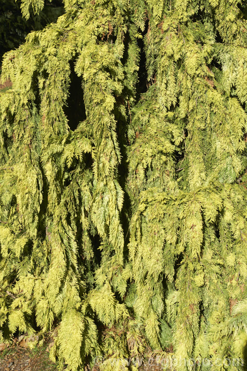 Golden Hinoki. Cypress (<i>Chamaecyparis obtusa 'Crippsii'), an erect, broad-based conical tree with golden yellow foliage and tiered, weeping branches. It is often described as compact, but it will eventually develop into a 10m tall tree. chamaecyparis-2076htm'>Chamaecyparis. Order: Pinales, Family: Cupressaceae