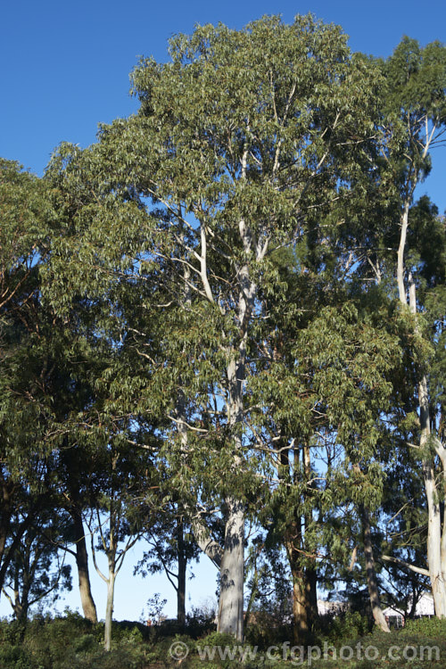 Candlebark gum (<i>Eucalyptus rubida</i>), an evergreen tree, up to 25m tall, native to southeastern Australia, including Tasmania. The flowers are white. Order: Myrtales, Family: Myrtaceae