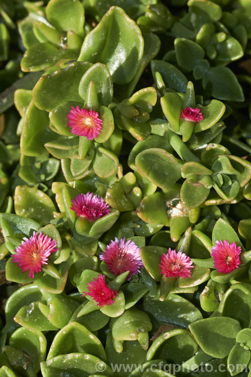Aptenia 'Red Apple', a long-flowering, ground covering succulent that is a hybrid between Aptenia cordifolia and Aptenia haeckeliana, two southern African species. While colourful, undemanding and easy to grow, this plant can be somewhat invasive in mild climates. aptenia-3615htm'>Aptenia. <a href='aizoaceae-plant-family-photoshtml'>Aizoaceae</a>.