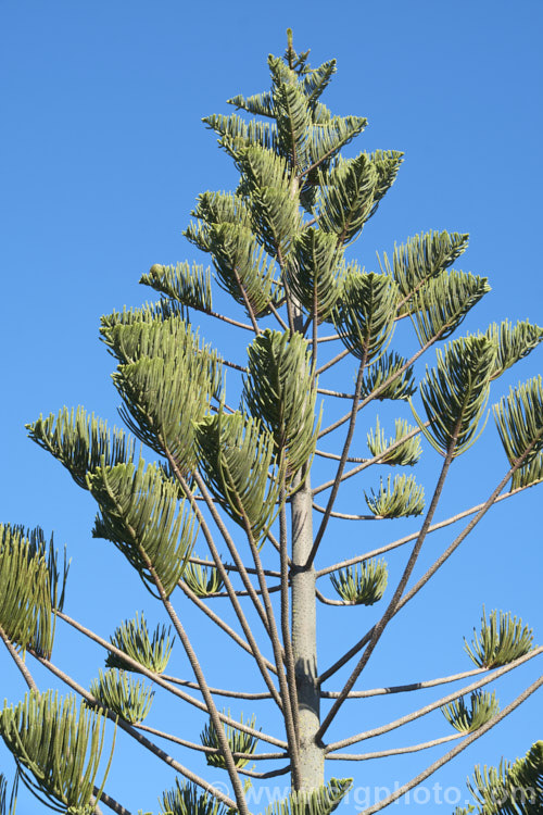 The very distinctive foliage at the top of a Norfolk Pine (<i>Araucaria heterophylla [syn. Araucaria excelsa]). Endemic to Norfolk Island, this tree has the unusual habit of being very upright despite constant exposure to wind, which makes it a very popular coastal tree in areas that are mild enough to support it. Order: Pinales, Family: Araucariaceae