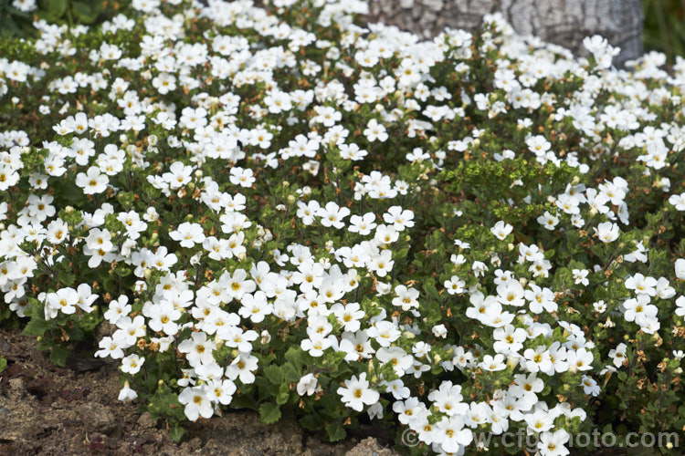 <a href='scrophulariaceae-plant-family-photoshtml'>Scrophulariaceae</a>