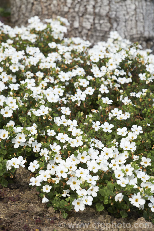 <a href='scrophulariaceae-plant-family-photoshtml'>Scrophulariaceae</a>