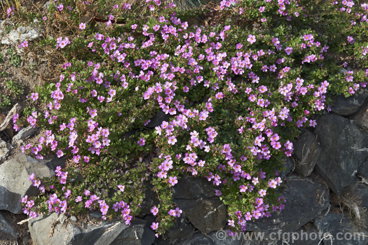 <a href='scrophulariaceae-plant-family-photoshtml'>Scrophulariaceae</a>