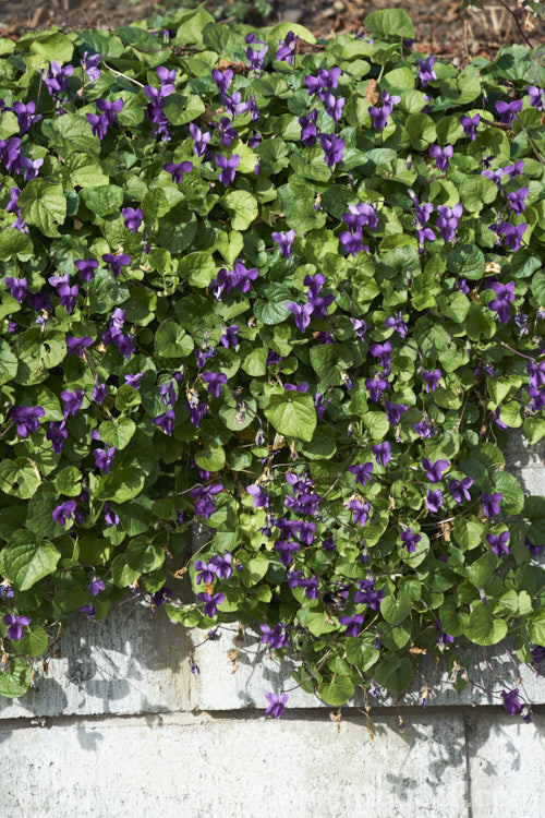 Sweet Violet (<i>Viola odorata</i>), a low-growing, stoloniferous, spring-flowering. European perennial. The flowers are sweetly scented and the fragrance is widely used in perfumes. viola-2165htm'>Viola. <a href='violaceae-plant-family-photoshtml'>Violaceae</a>.
