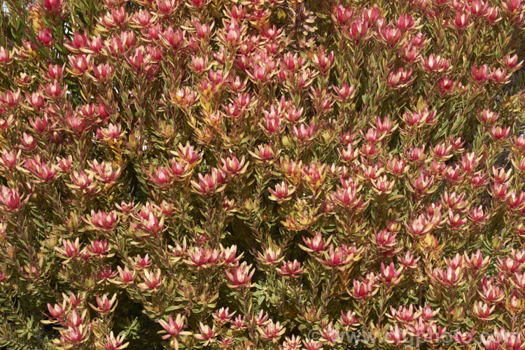 Leucadendron 'Jester', a sport of 'Safari. Sunset' that has brightly variegated cream and pink foliage with light red bracts. It can be slow to develop into a reliably flowering plant but has a neat compact habit and is worth growing for its non-flowering foliage alone. leucadendron-2138htm'>Leucadendron.