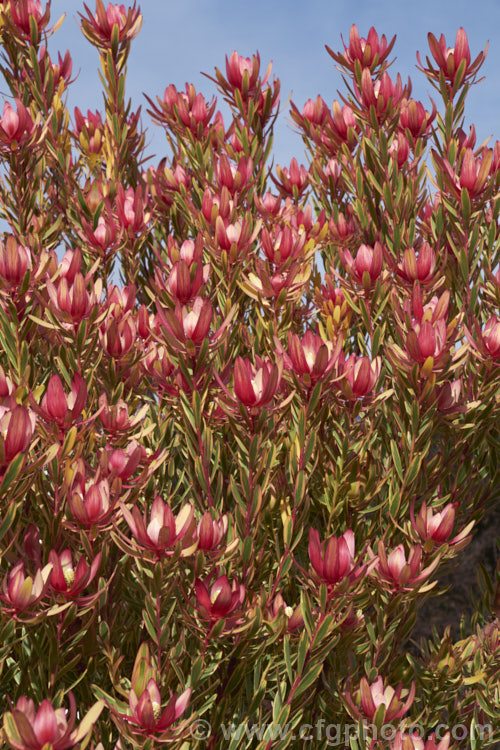 Leucadendron 'Jester', a sport of 'Safari. Sunset' that has brightly variegated cream and pink foliage with light red bracts. It can be slow to develop into a reliably flowering plant but has a neat compact habit and is worth growing for its non-flowering foliage alone. leucadendron-2138htm'>Leucadendron.