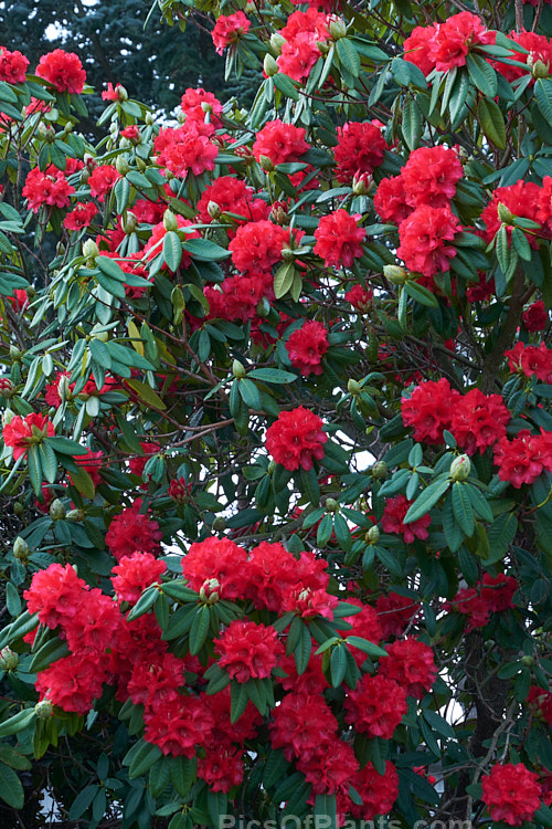 <i>Rhododendron</i> 'Cornubia' ('Blood Red' x <i>Rhododendron shilsonii</i>), a very early-flowering tree-sized hybrid raised by Barclay-Fox of Britain around 1912. It can put on a spectacular display but is at risk because blooming so early means that the flower show is often cut short by frost. Order: Ericales, Family: Ericaceae