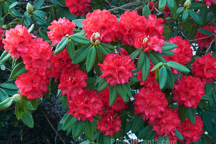 <i>Rhododendron</i> 'Cornubia' ('Blood Red' x <i>Rhododendron shilsonii</i>), a very early-flowering tree-sized hybrid raised by Barclay-Fox of Britain around 1912. It can put on a spectacular display but is at risk because blooming so early means that the flower show is often cut short by frost. Order: Ericales, Family: Ericaceae