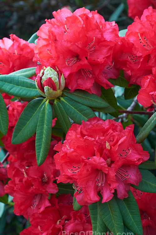 <i>Rhododendron</i> 'Cornubia' ('Blood Red' x <i>Rhododendron shilsonii</i>), a very early-flowering tree-sized hybrid raised by Barclay-Fox of Britain around 1912. It can put on a spectacular display but is at risk because blooming so early means that the flower show is often cut short by frost. Order: Ericales, Family: Ericaceae