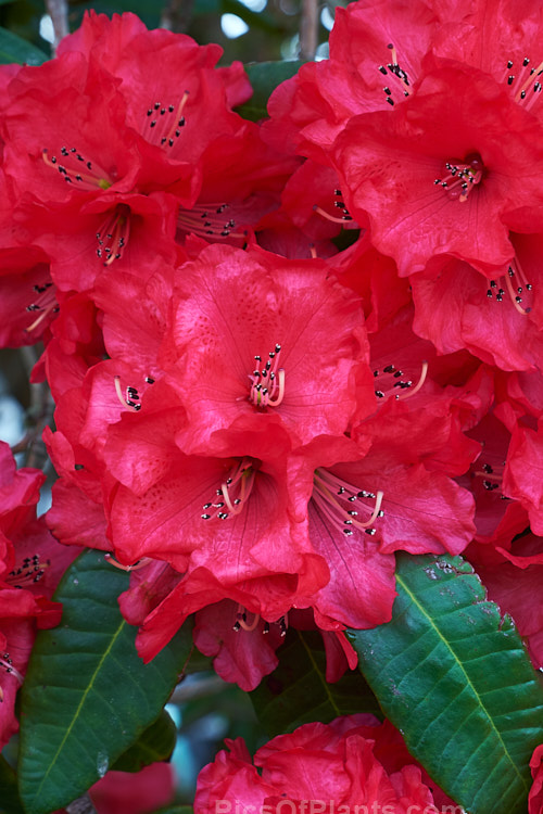 <i>Rhododendron</i> 'Cornubia' ('Blood Red' x <i>Rhododendron shilsonii</i>), a very early-flowering tree-sized hybrid raised by Barclay-Fox of Britain around 1912. It can put on a spectacular display but is at risk because blooming so early means that the flower show is often cut short by frost. Order: Ericales, Family: Ericaceae