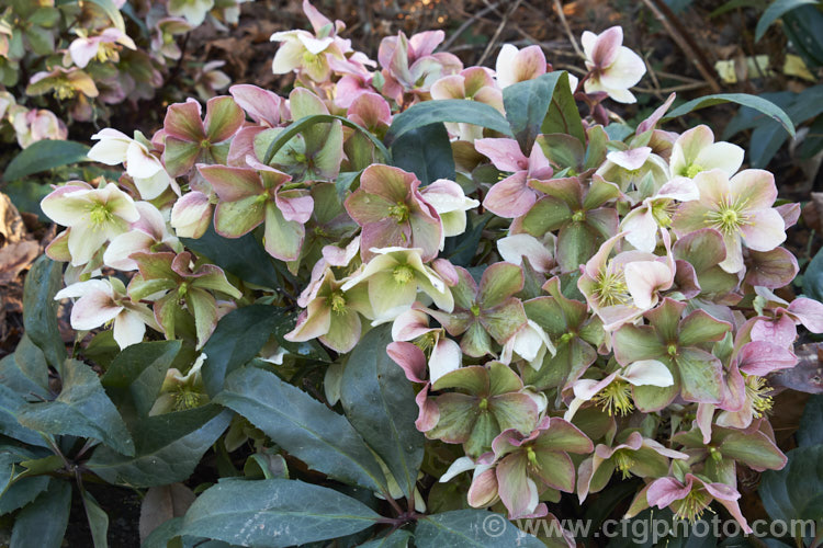 Helleborus 'Winter Sunshine', one of the many hybrids of the Lenten Rose (<i>Helleborus orientalis</i>). Its pink-tinted greenish white flowerheads open from midwinter on stems up to 45cm tall, though 25-30cm is more common. The petal-like sepals develop deeper pink tones as the actual flowers decline and go to seed, prolonging the colour into spring. Order: Ranunculales, Family: Ranunculaceae