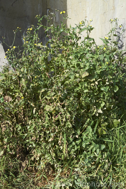 Sow Thistle (<i>Sonchus oleraceus</i>), a quick growing annual daisy with succulent stems and leave that exude a milky sap when cut. The leaves have deep lobes that are sharply toothed but not spiny. Sow thistle can grow to 15m tall, occurs in many parts of the world and is considered to be a weed that grows strongly enough to compete with cultivated crops. The stems often develop a purplish tint in winter.