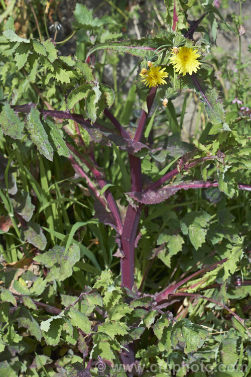 Sow Thistle (<i>Sonchus oleraceus</i>), a quick growing annual daisy with succulent stems and leave that exude a milky sap when cut. The leaves have deep lobes that are sharply toothed but not spiny. Sow thistle can grow to 15m tall, occurs in many parts of the world and is considered to be a weed that grows strongly enough to compete with cultivated crops. The stems often develop a purplish tint in winter.